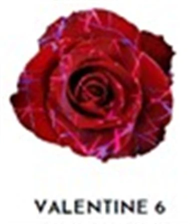 Ruža farbená Valentine 6, Ekvádor • 50 cm