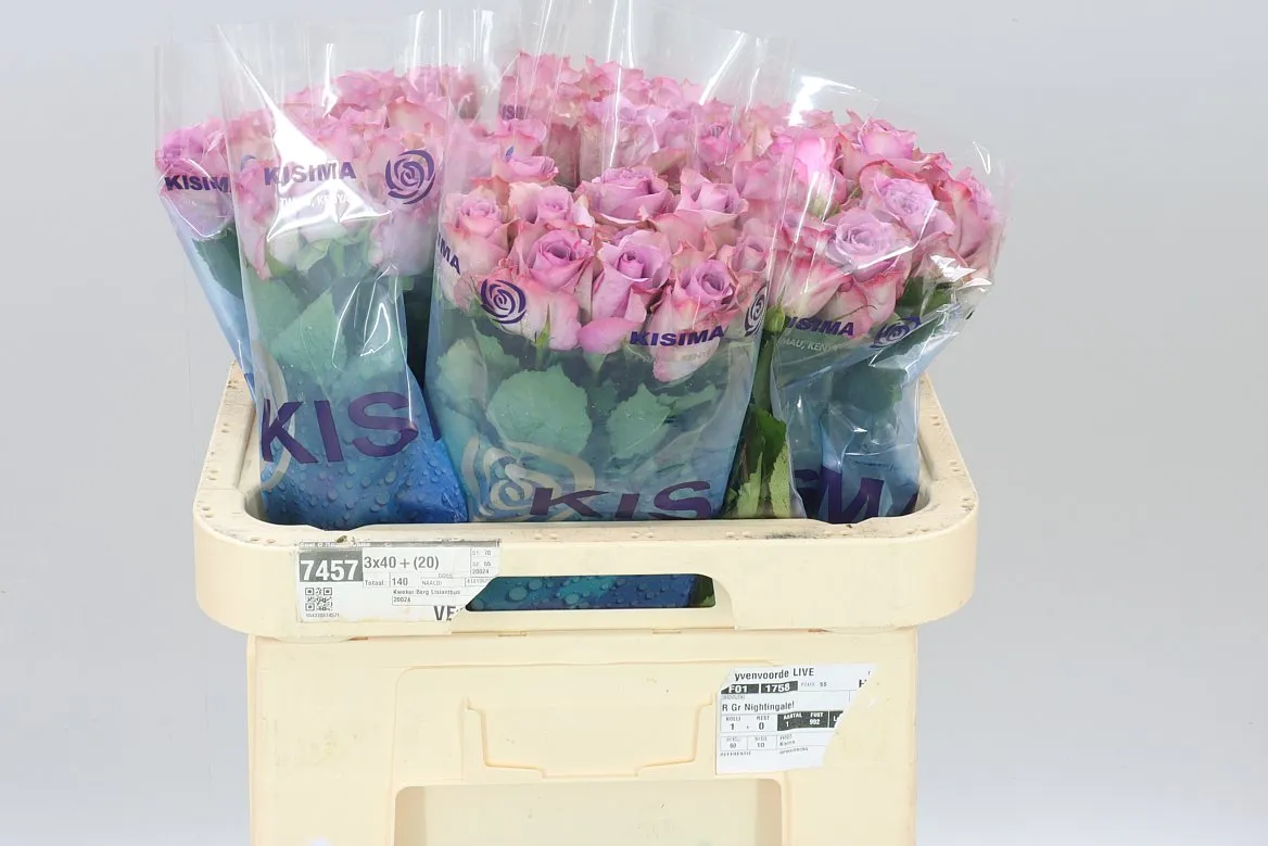 Rosa Gr Nightingale! • 60 cm
