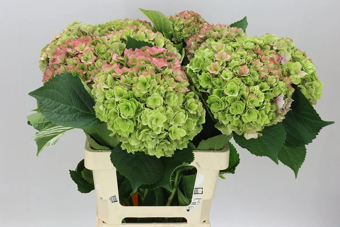 Hyd Kiss Classic Green Red • 65 cm