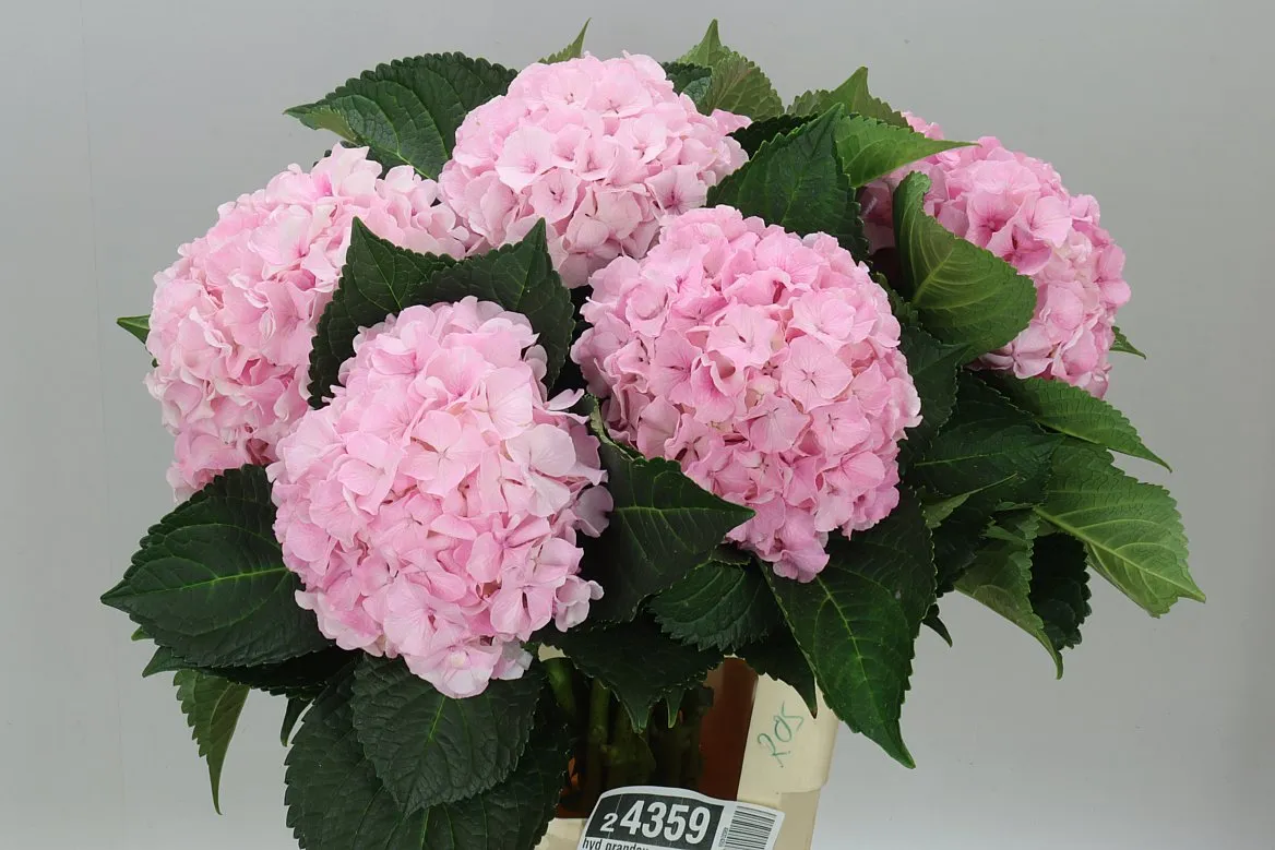 Hyd Grandeu • 60 cm