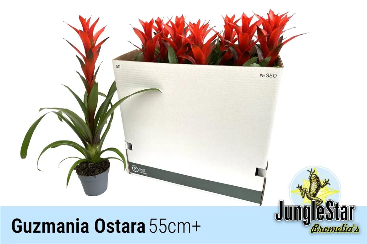 Guzmania Ostara • črepník 13 cm