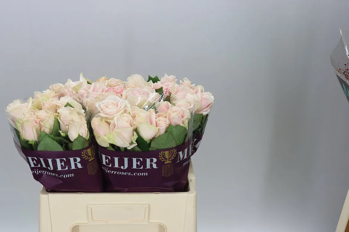 Rosa Gr Sweet Avalanche A2 • 55 cm