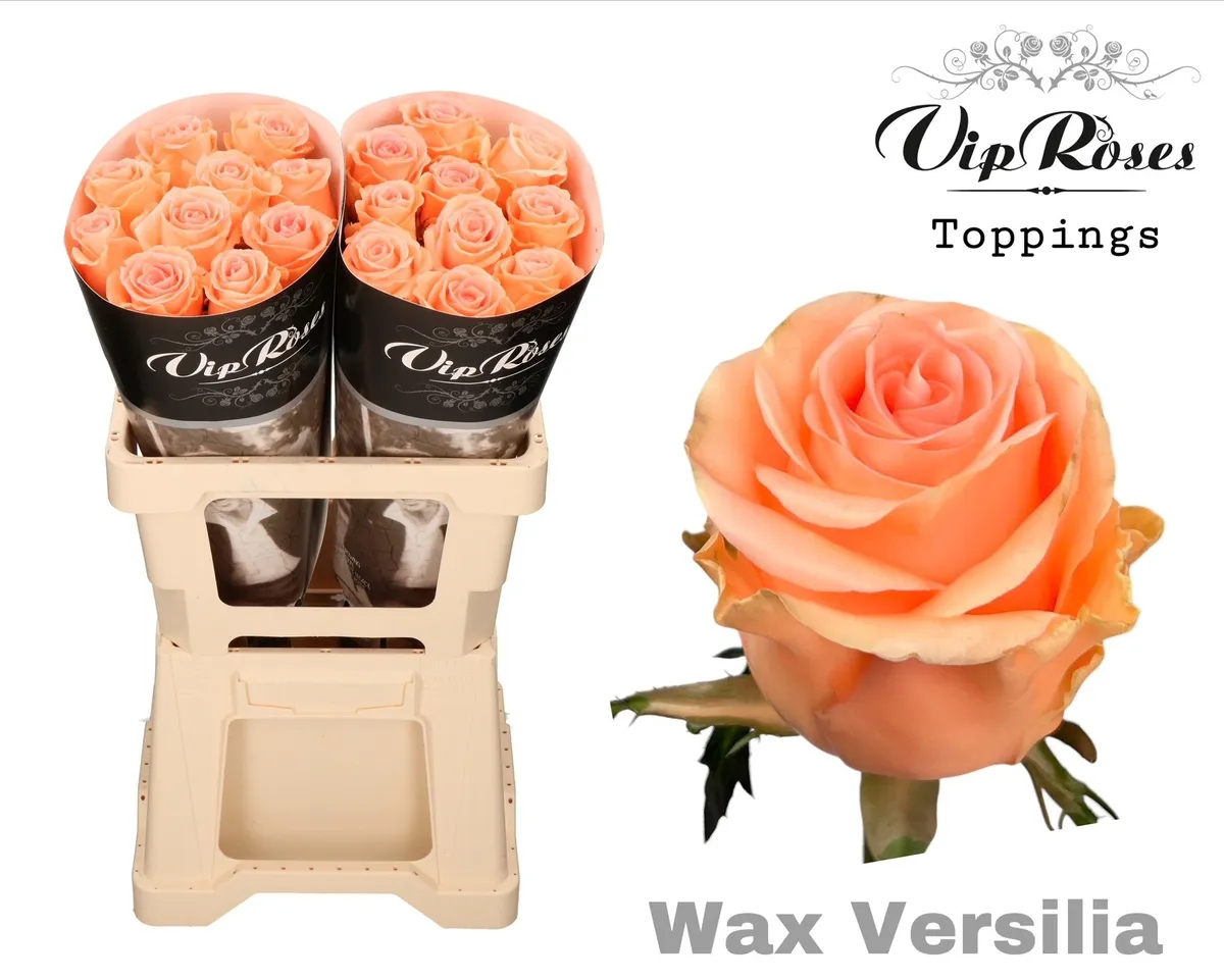 Ruža Wax Versilia (60cm) • 60 cm
