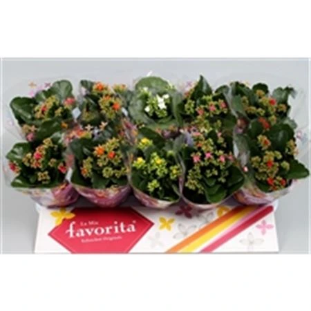 Kalanchoe Bl mix • črepník 10 cm