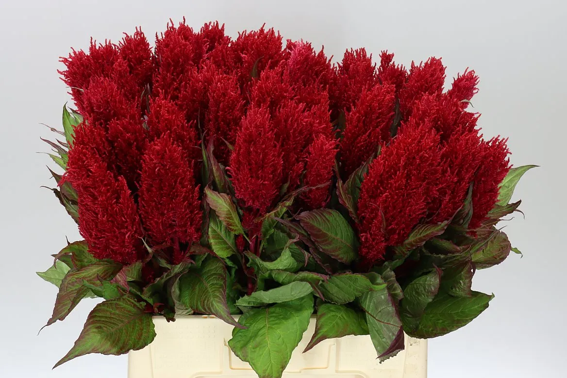 Celosia P Century Red • 65 cm