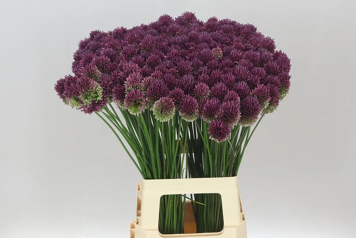 Allium Sphaerocephalon • 75 cm