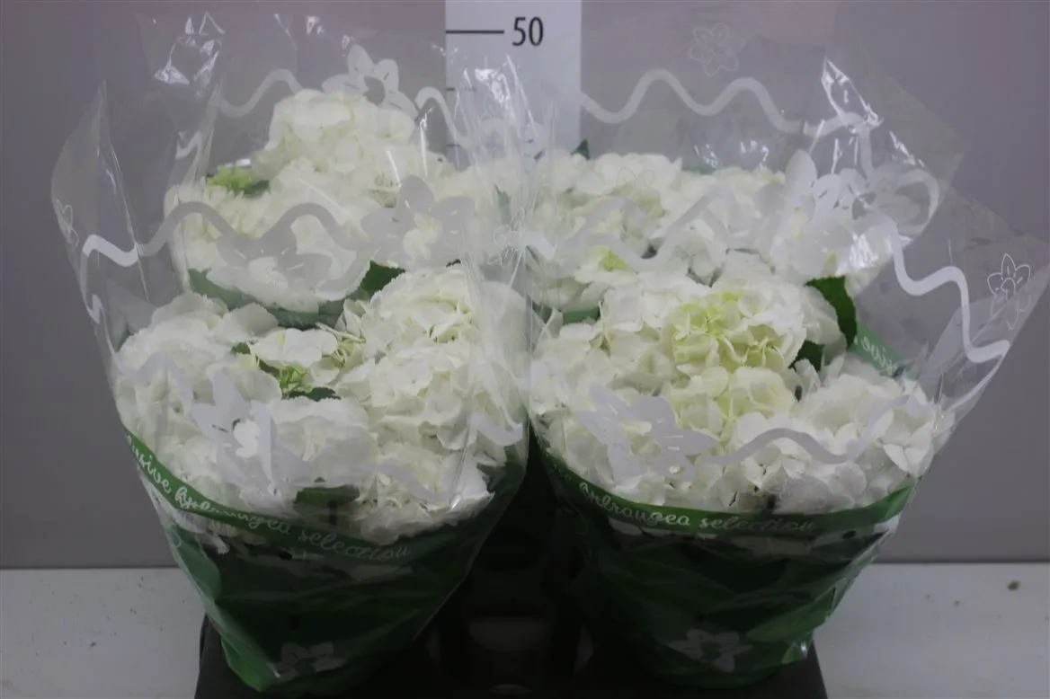 Hortenzia črepníková Schneeball 9-10 • črepník 14 cm