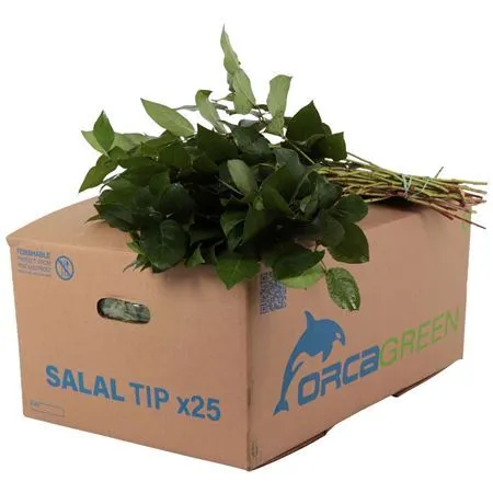 Salal Tip Orca • 40 cm