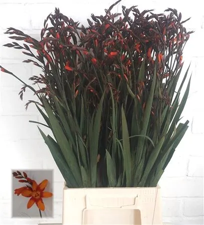 Crocosmia Emily Mckenzie A2 • 65 cm