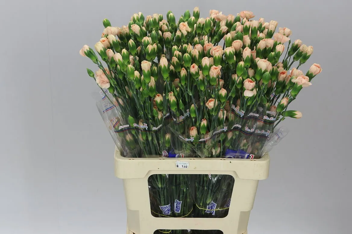 Di Tr Peach • 65 cm