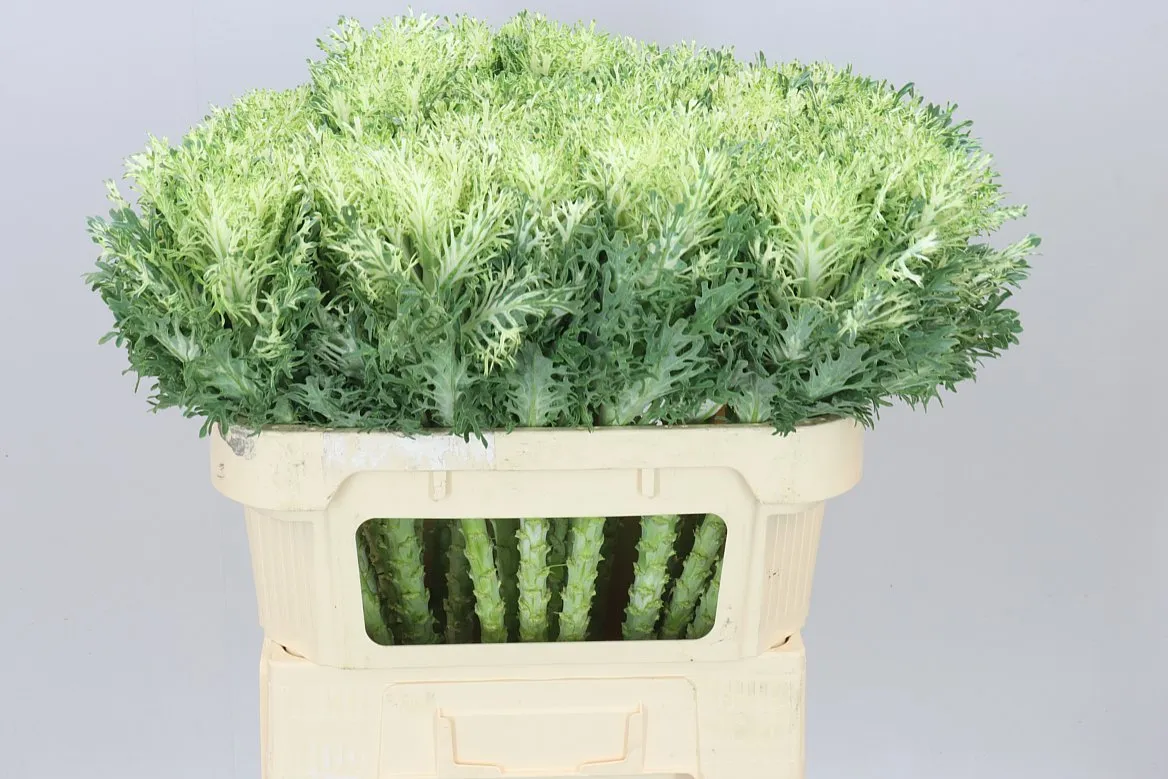 Okrasná kapusta Queen White • 70 cm