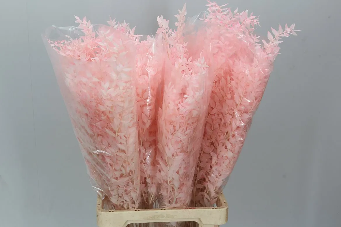 Ruskus Light Pink • 65 cm
