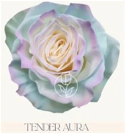 Ruža farbená Tender Aura, Ekvádor • 50 cm