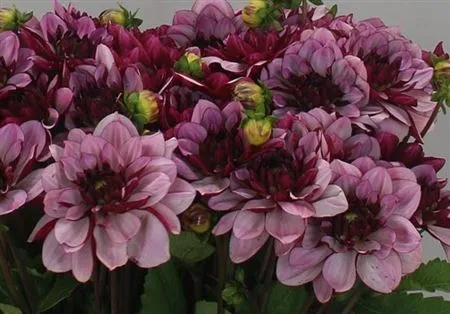 Dahlia Creme De Cassis • 45 cm