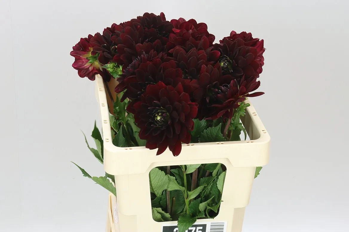 Dahlia La Recoleta • 55 cm
