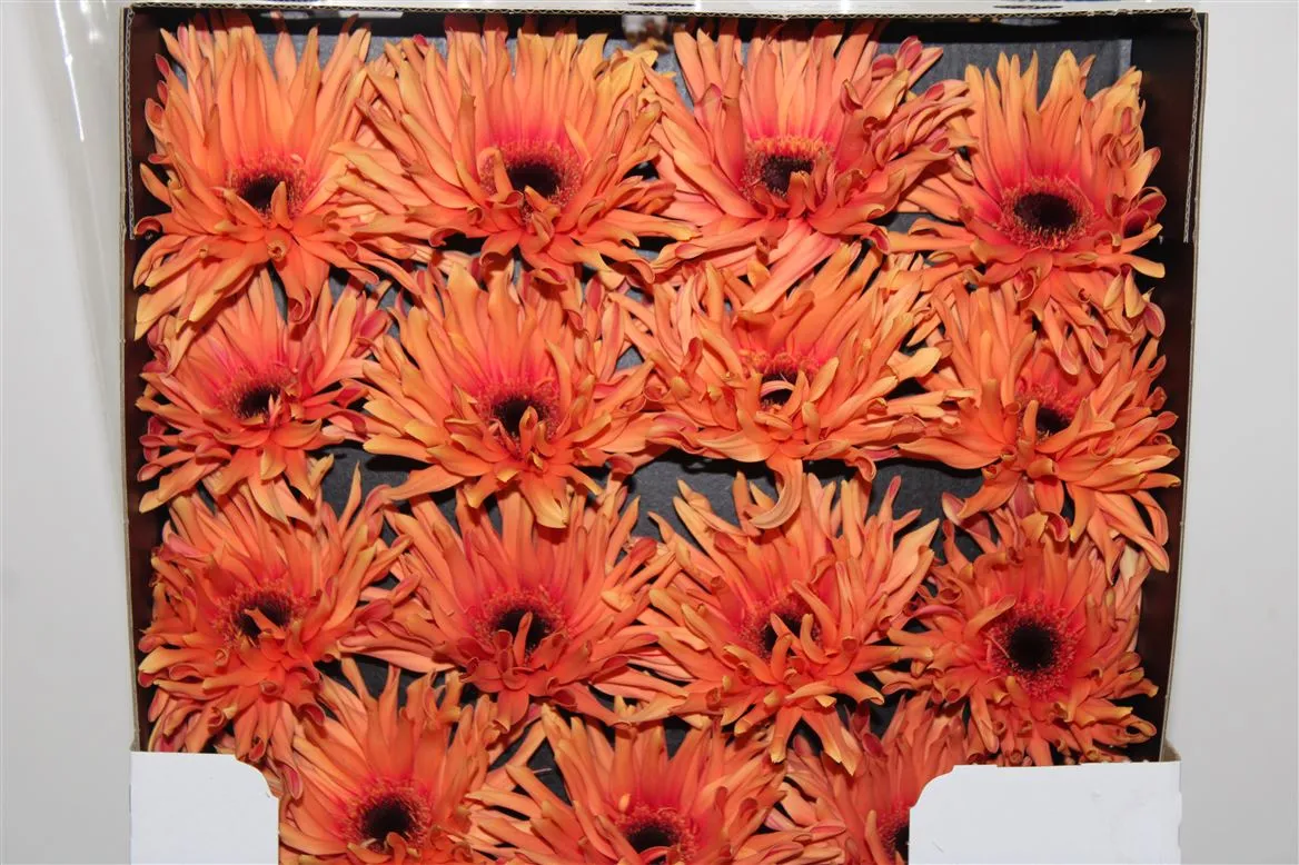 Gerbera Diamond Pasta Scott • 55 cm
