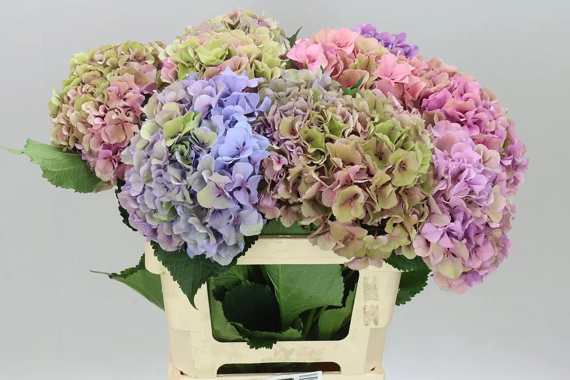 Hyd Parade Dream Classic • 60 cm