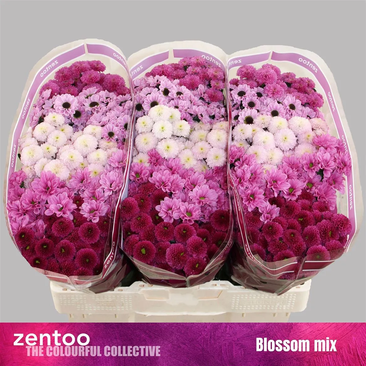 Chryzantéma santini Sweet mix • 55 cm
