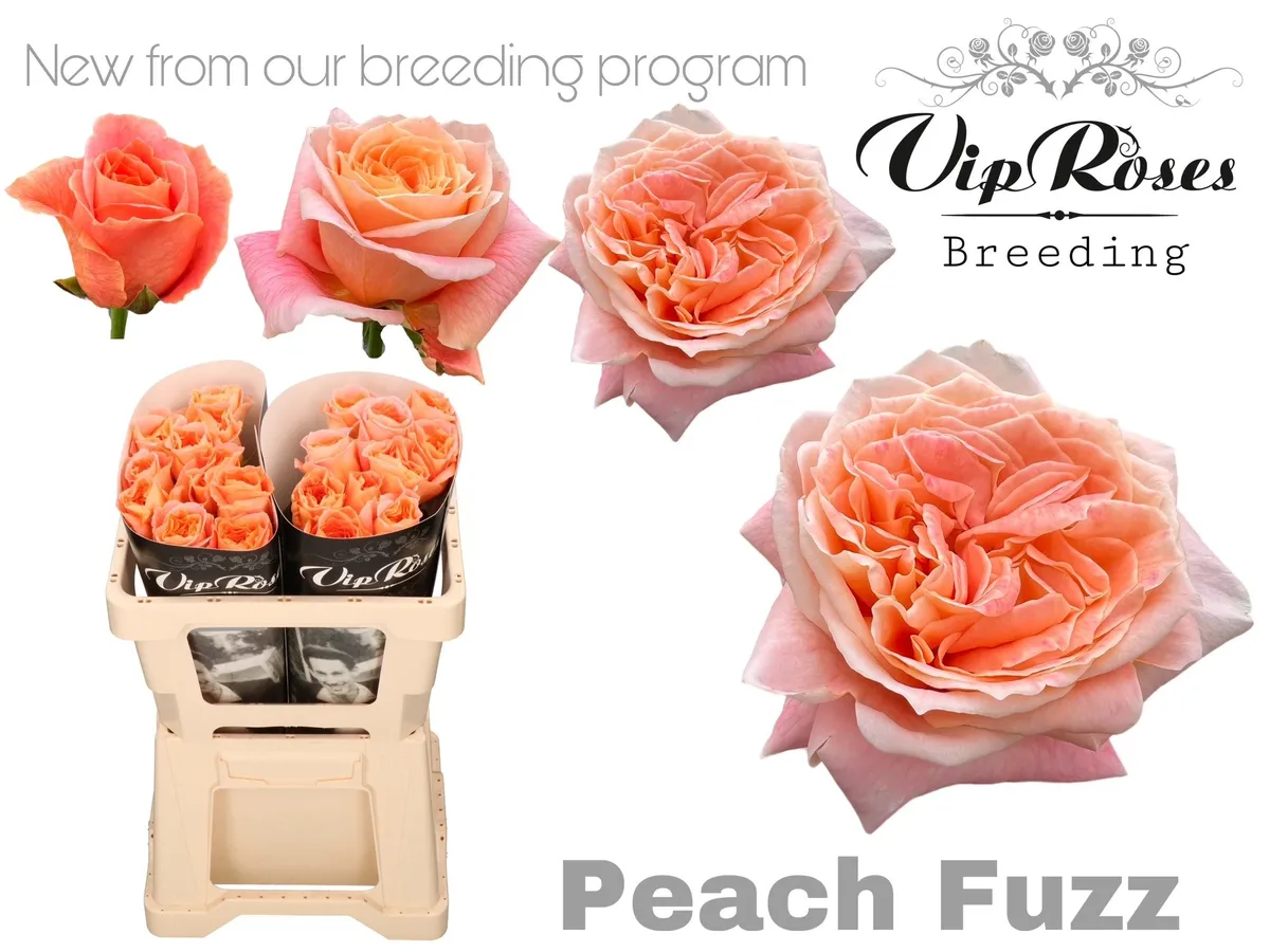 R Gr Peach Fuzz • 50 cm