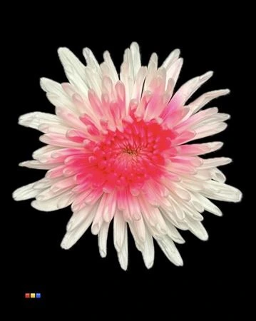 Chryzantéma veľkokvetá Ana White + Pink Neon • 70 cm
