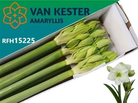 Amarylis White Sensation • 85 cm