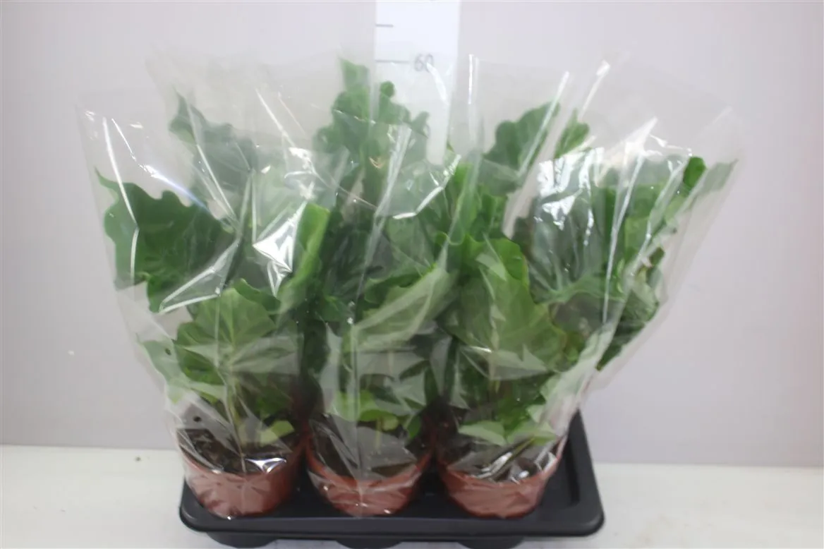 Alocasia Low Rider • črepník 17 cm