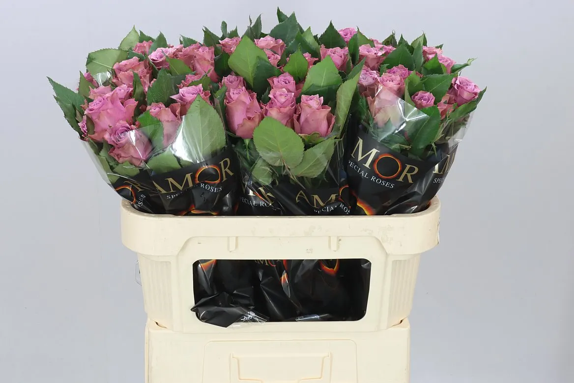 Rosa Gr Purple Heather • 70 cm