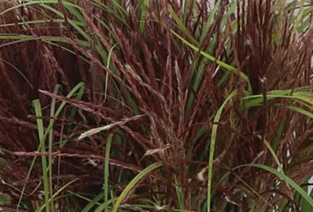 Miscanthus Rotfeder • 85 cm