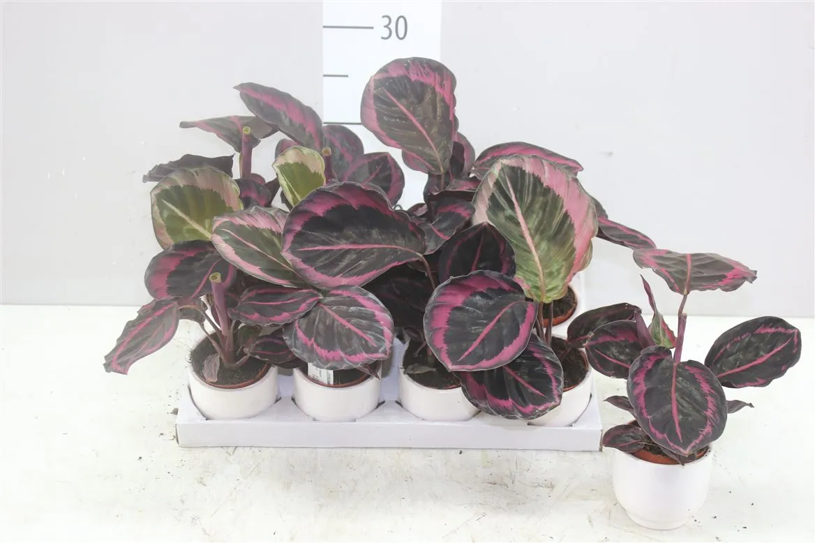 Calathea Roseapicta Dottie Keramiek • črepník 7 cm