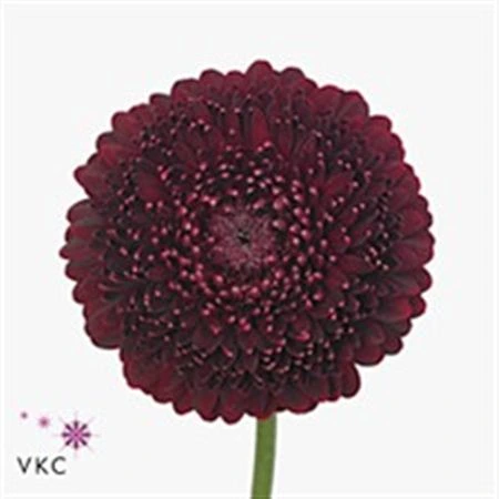 Germini Pomponi Black Pearl • 45 cm