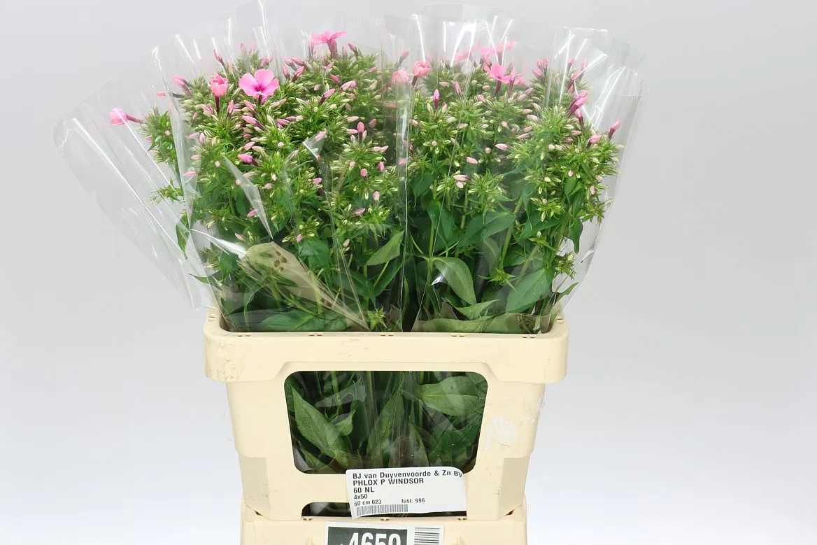 Phlox P Windsor • 60 cm