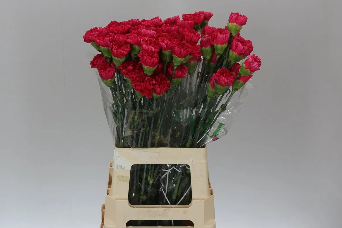 Karafiát Cerise • 70 cm