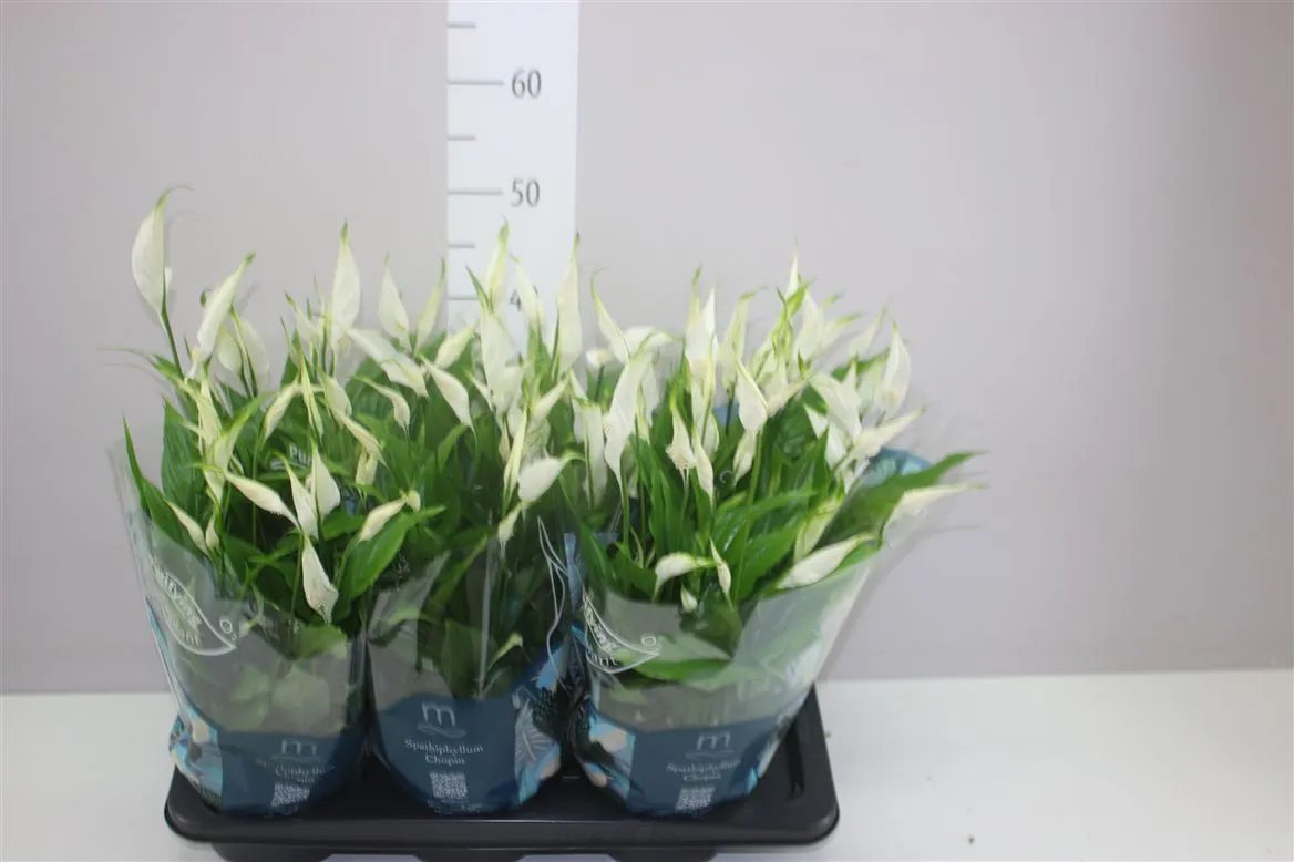 Spathiphyllum Chopin Schaal • črepník 17 cm