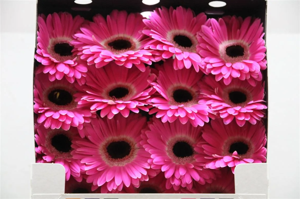 Gerbera Diamond Cubanita • 55 cm