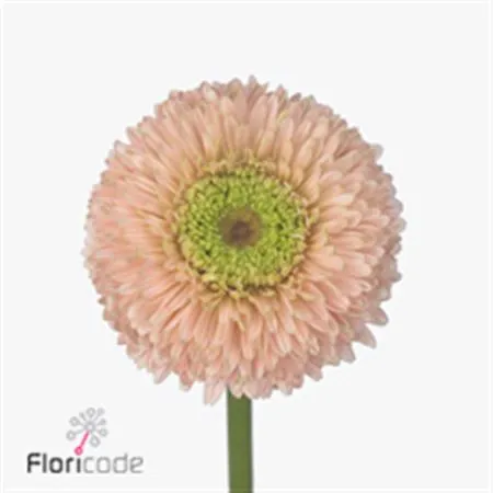 Gerb Pomp Himalia • 45 cm