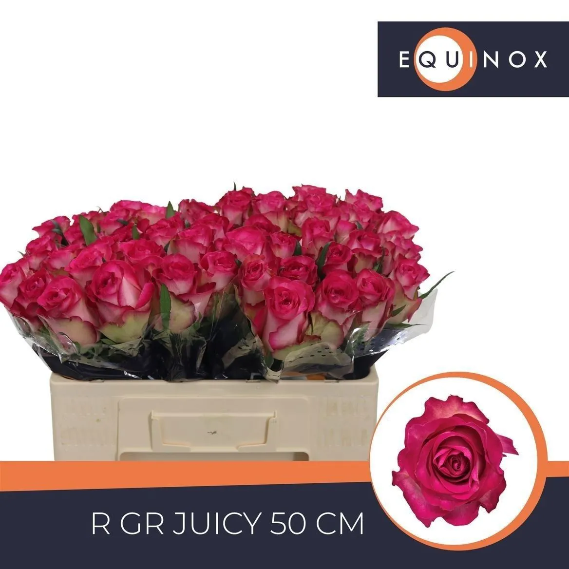 Rosa Gr Juicy • 50 cm