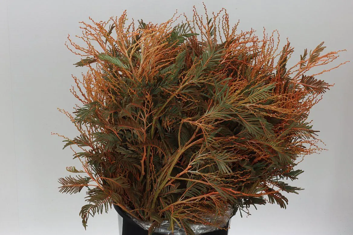 Mimosa Turner Orange • 65 cm