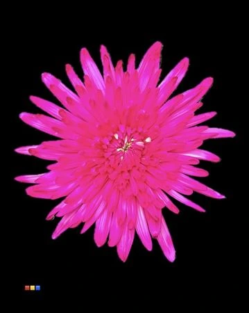 Chryzantéma veľkokvetá Topspin Cerise • 70 cm