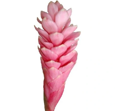 Alpinia Pink • 90 cm
