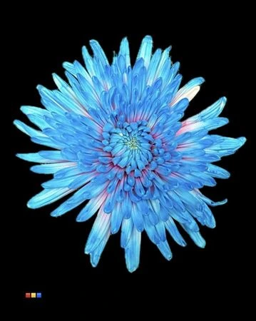 Chryzantéma veľkokvetá Topspin Bubblegum • 70 cm