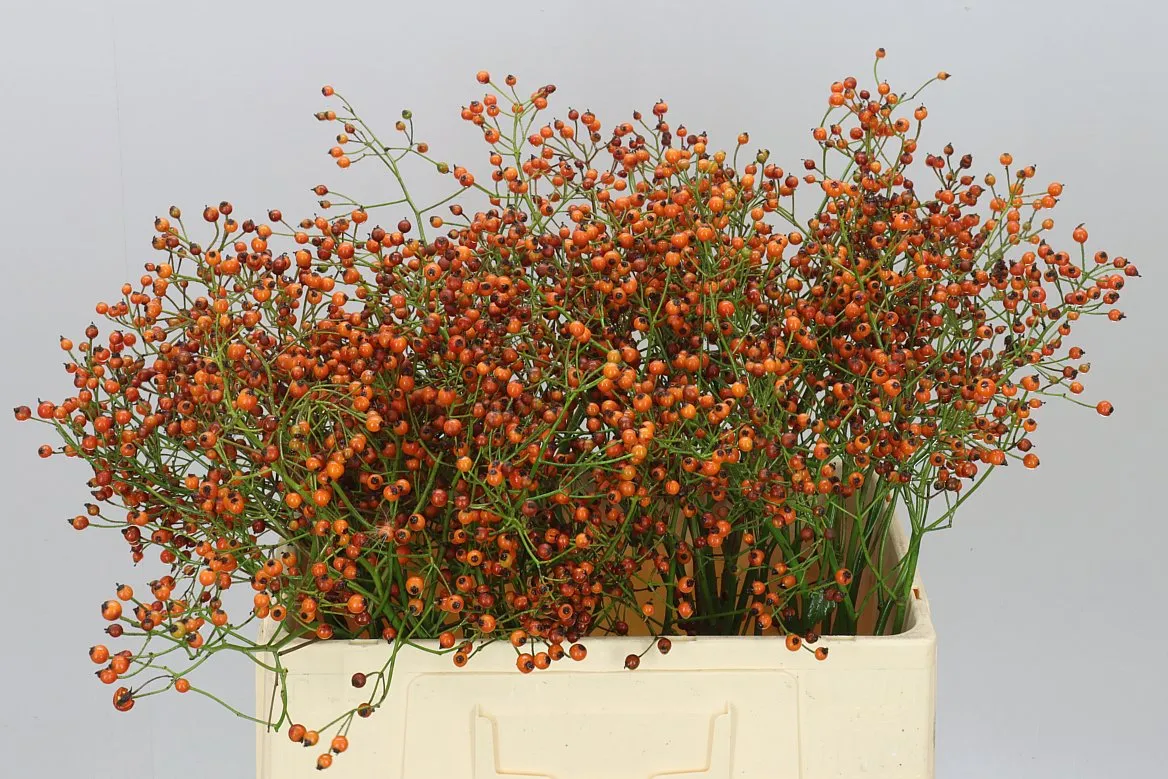 Rozenbottel Prinsberry Orange • 60 cm