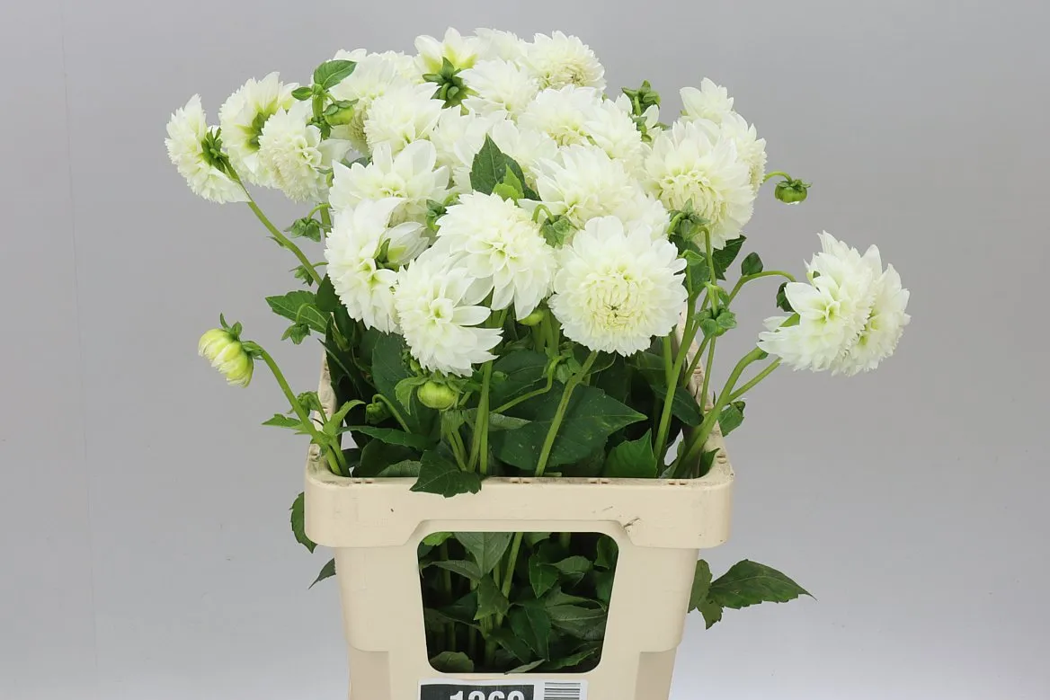 Dahlia Ice Ice Baby • 60 cm
