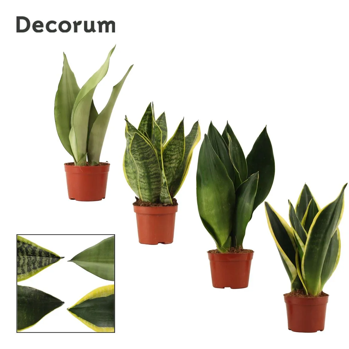 Sansevieria Super mix 9 Cm (decorum) • črepník 9 cm