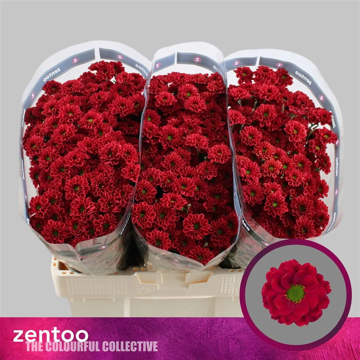 Chryzantéma santini Melissa Red • 50 cm