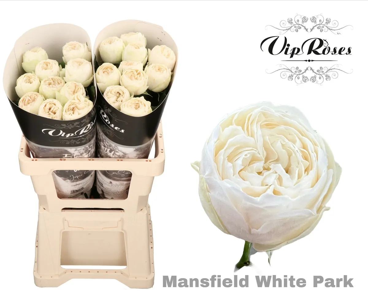Ruža Mansfield White Park • 60 cm