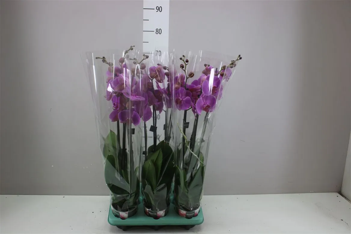 Orchidea Phalaenopsis Popstar, 2 výhony • črepník 12 cm
