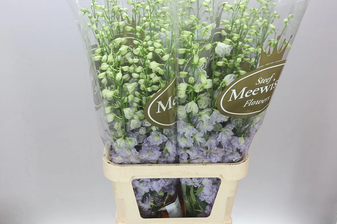 Delph El Dewi Impressive • 100 cm