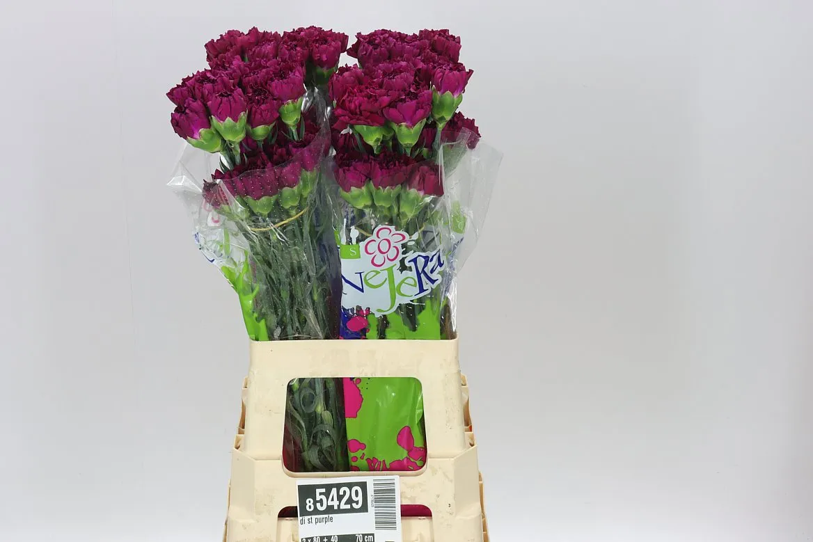 Di St Purple • 70 cm