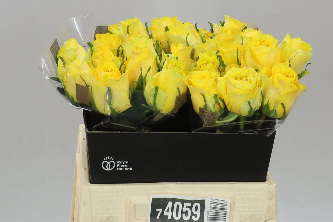 Ruža Golden Smile • 40 cm