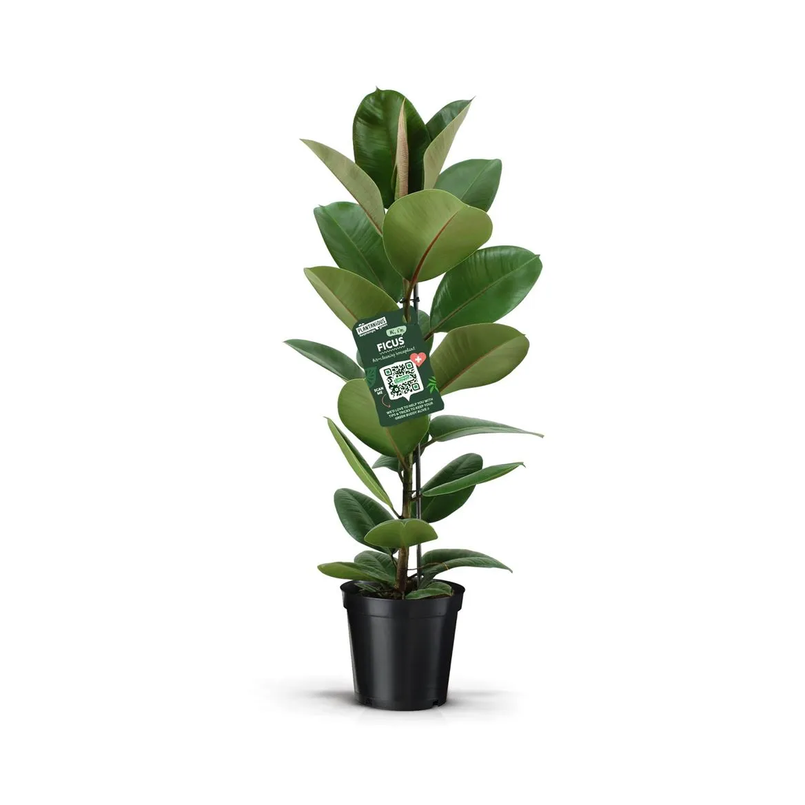 Ficus Elastica Robusta • črepník 21 cm
